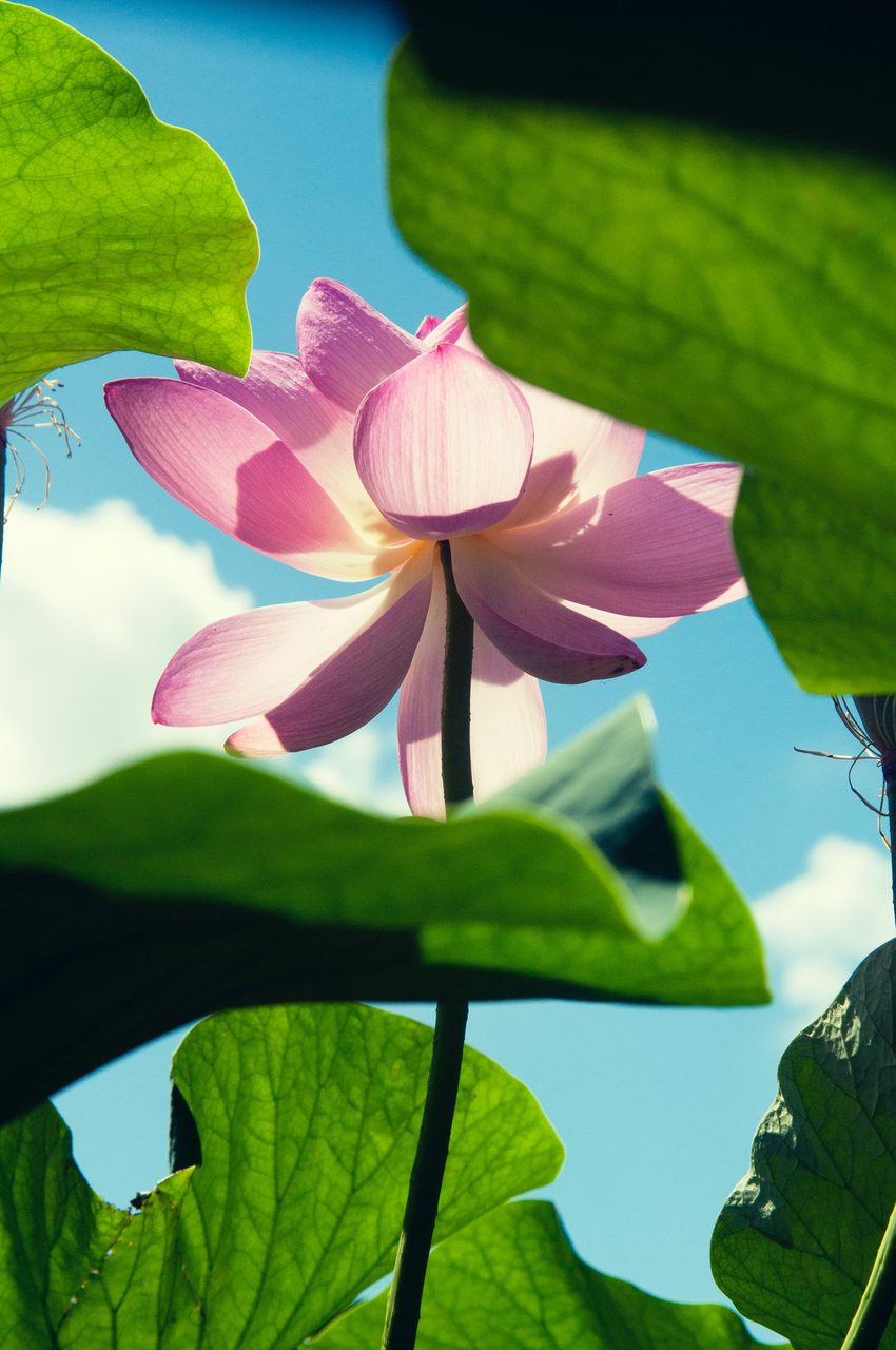 Vie consciente & méditation